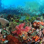 Alor Divers - Reef Top