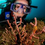 Dive Into Ambon - Diver & Slug