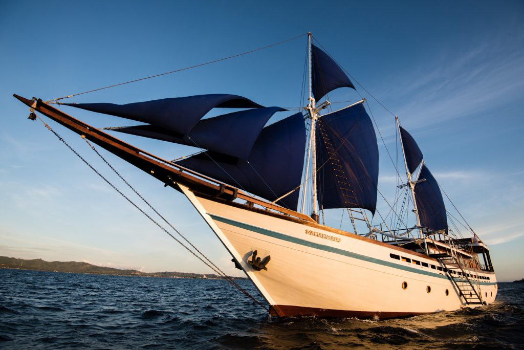Samambaia - under sail