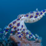 Lembeh Resort - Blauring-Oktopus (Hapalochlaena lunulata)