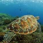 Komodo Resort - Turtle