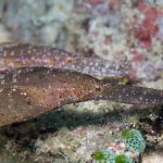 Gangga Island Resort - Robuste Geisterpfeifenfische