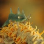 Blue Bay Divers - Dragon shrimp