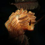 Blue Bay Divers - Donut nudibranch