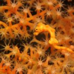 Blue Bay Divers - Hippocampus denise