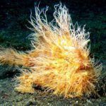 Blue Bay Divers - Hairy frogfish