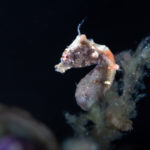 Proco Island Bambu Resort – Pygmy Seahorse (copyright Todd Aki)