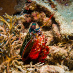 Proco Island Bambu Resort – Mantis Shrimp (copyright Sebastian Heller)